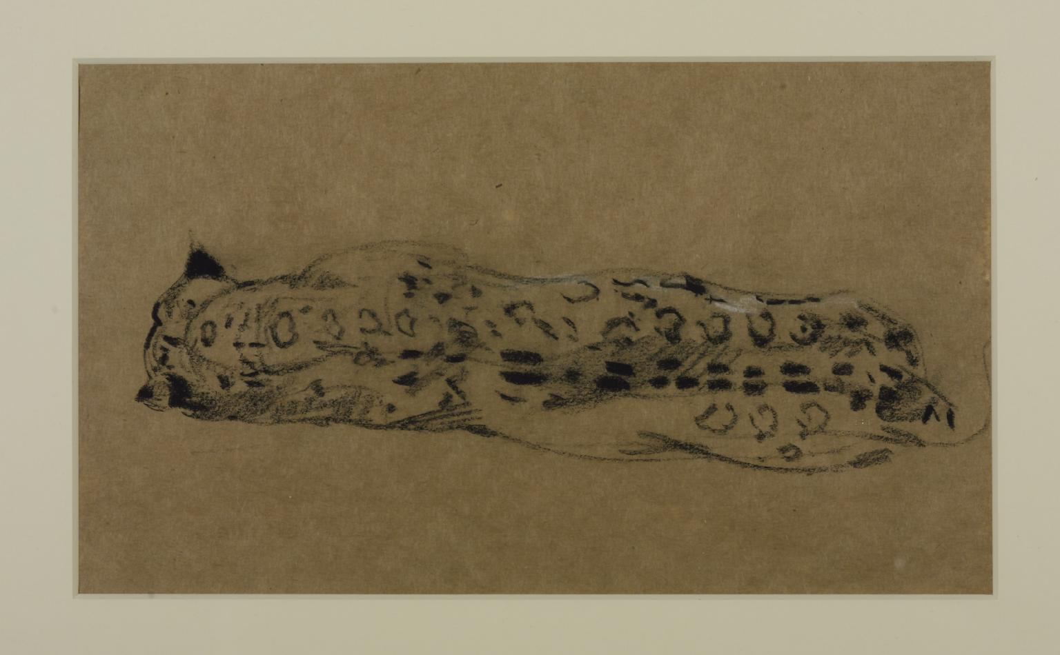 Back of a Leopard Lying Down