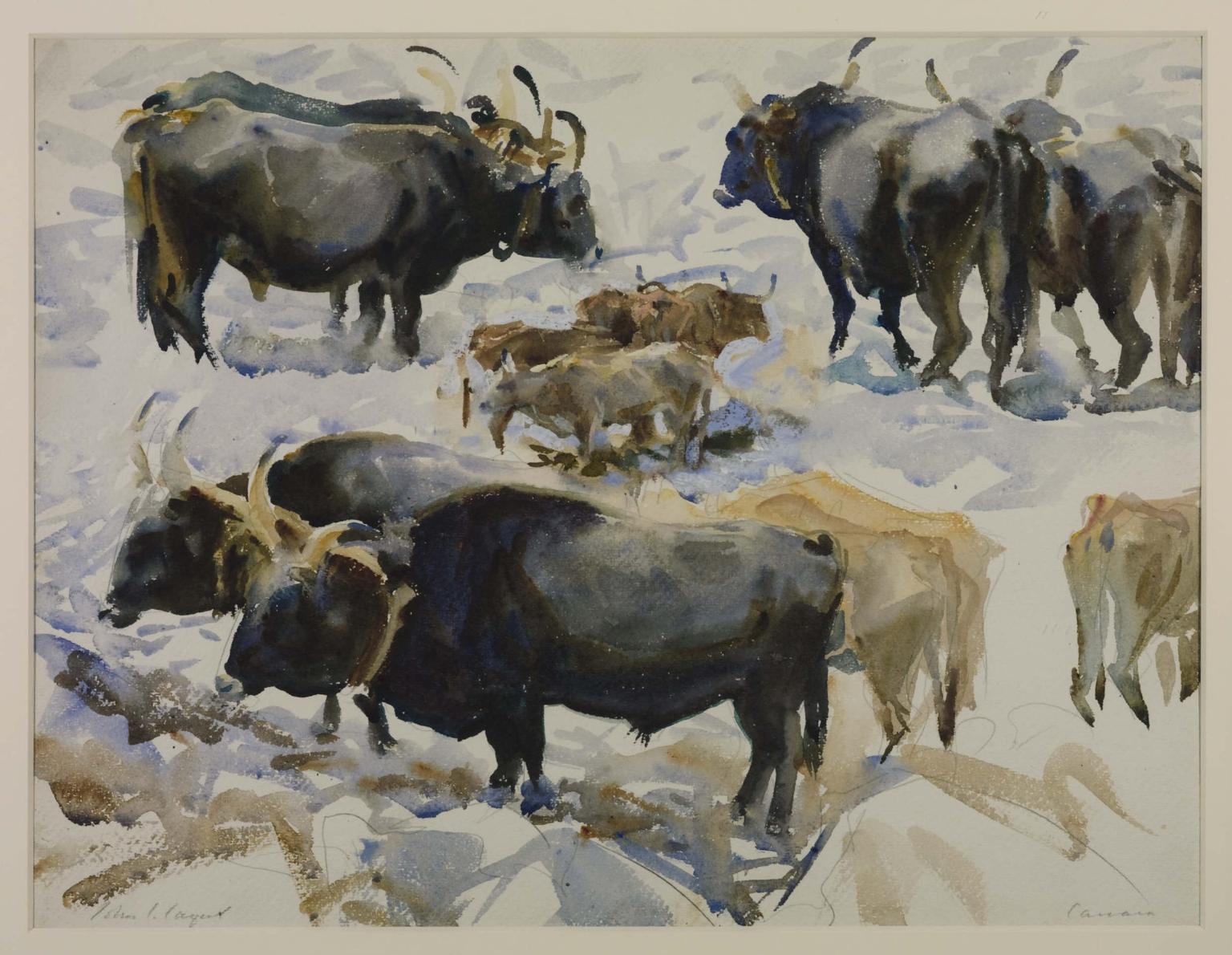 Oxen, Carrara