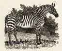 Isaac Nicholson, ‘Zebra, Illustration to ‘General History of Quadrupeds’’ 1822