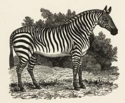 Quagga