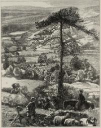 Vision of a City Tree, engraved by the Dalziel Brothers