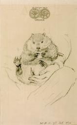 Woodchuck