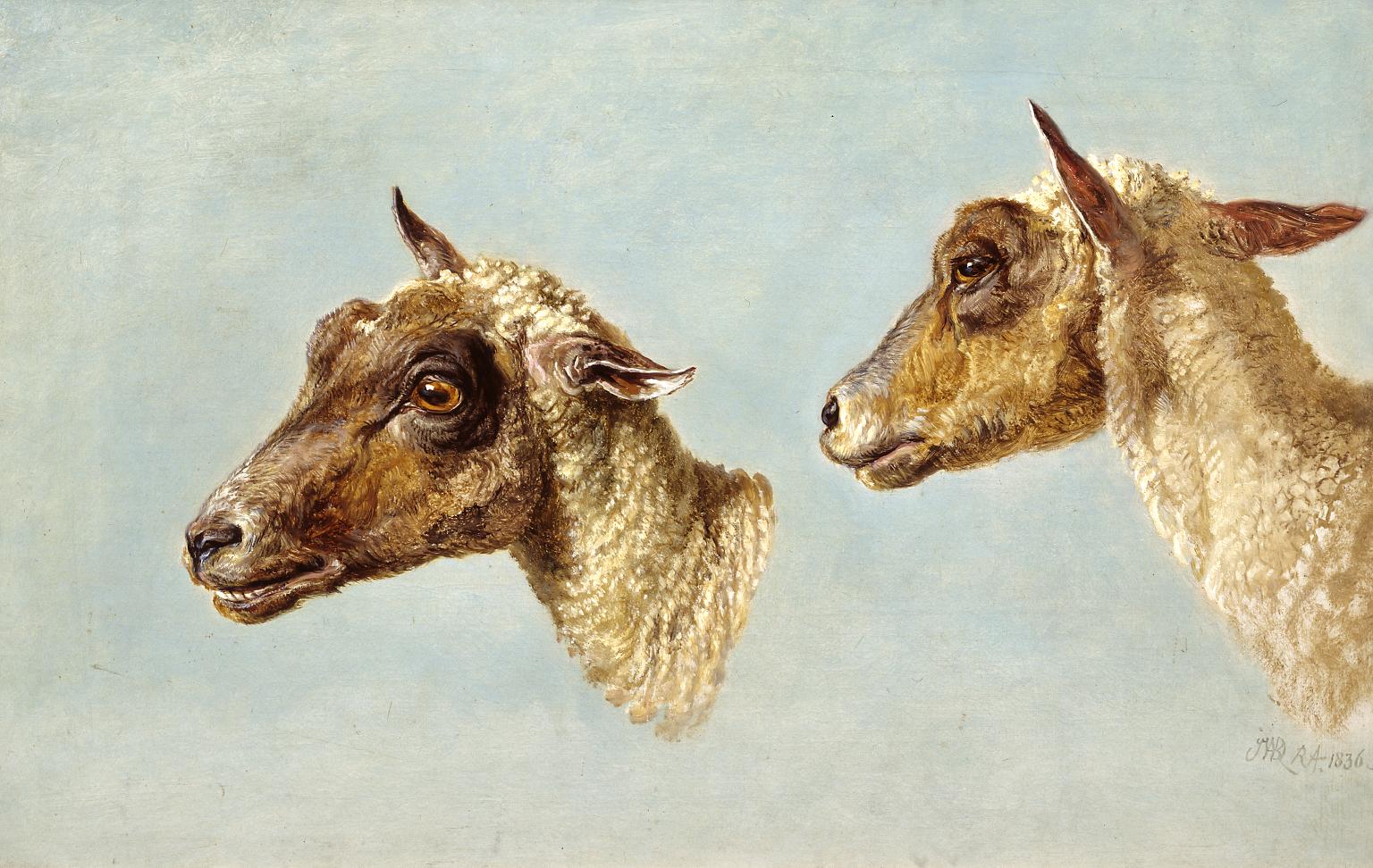 Study of Sheeps’ Heads