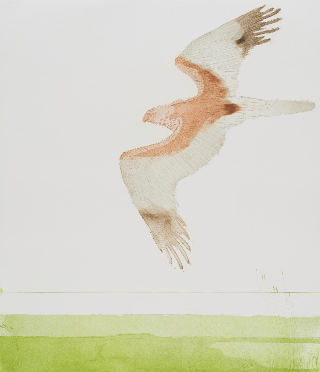 Marsh Harrier