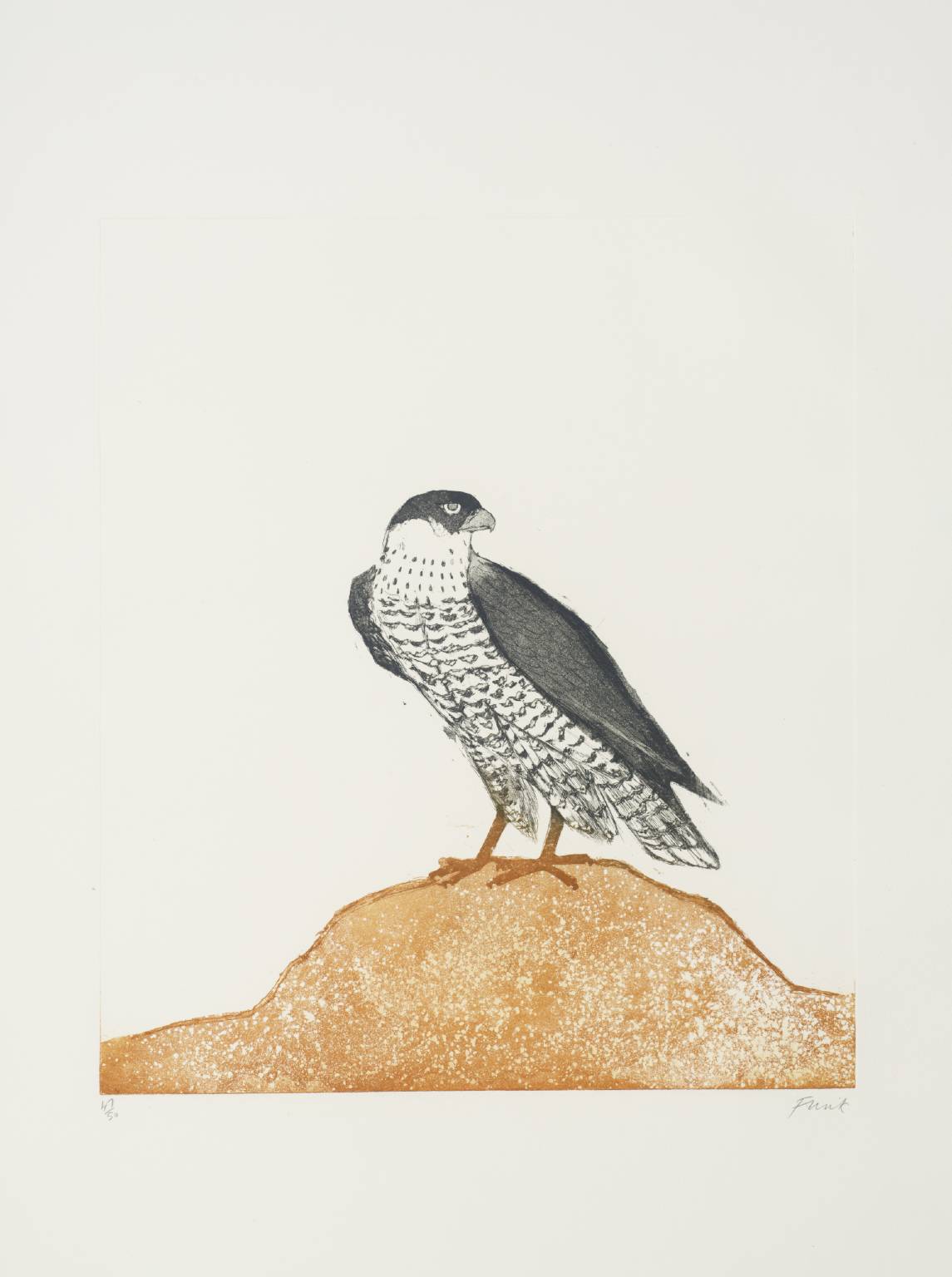 Peregrine Falcon