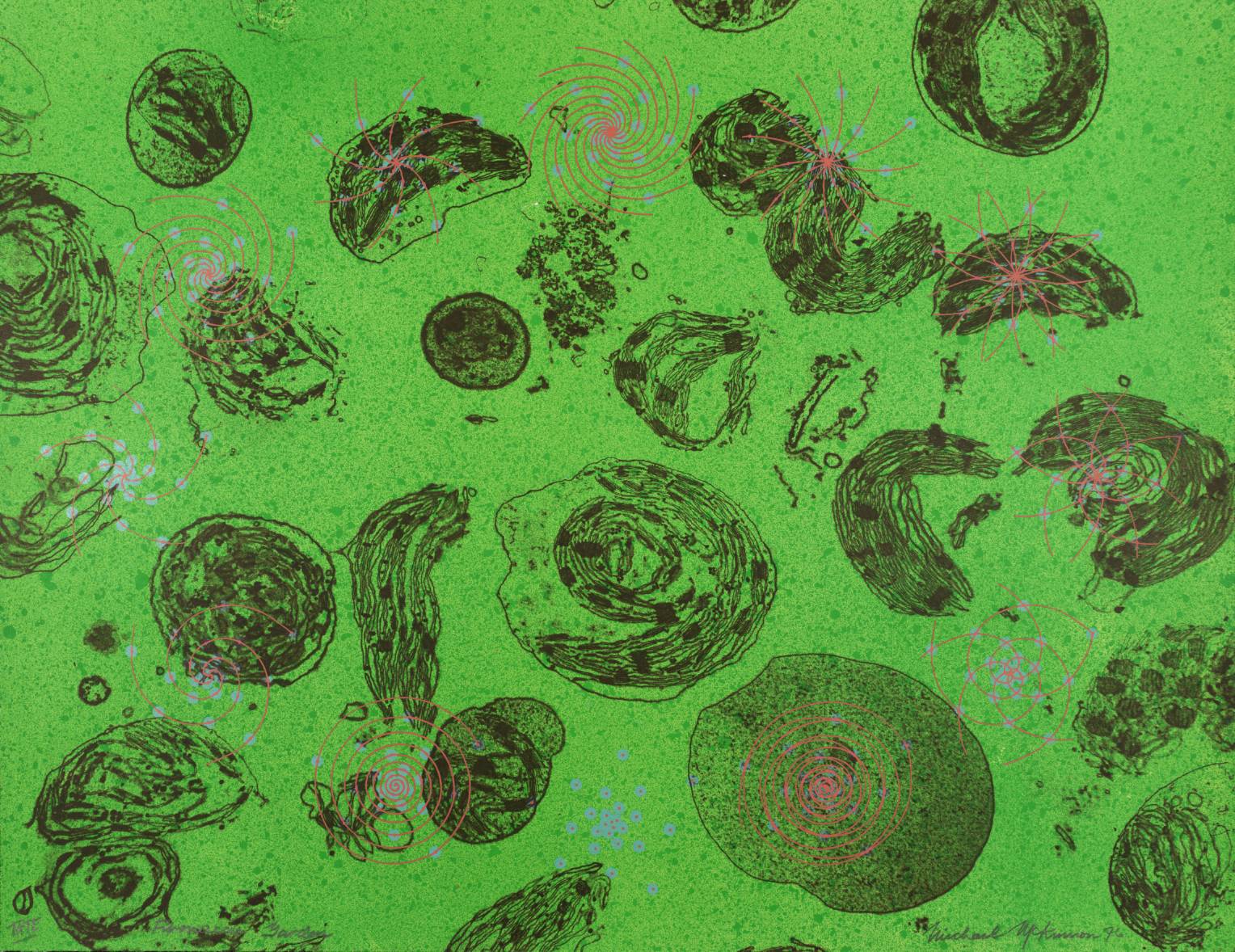 Fibonacci’s Garden