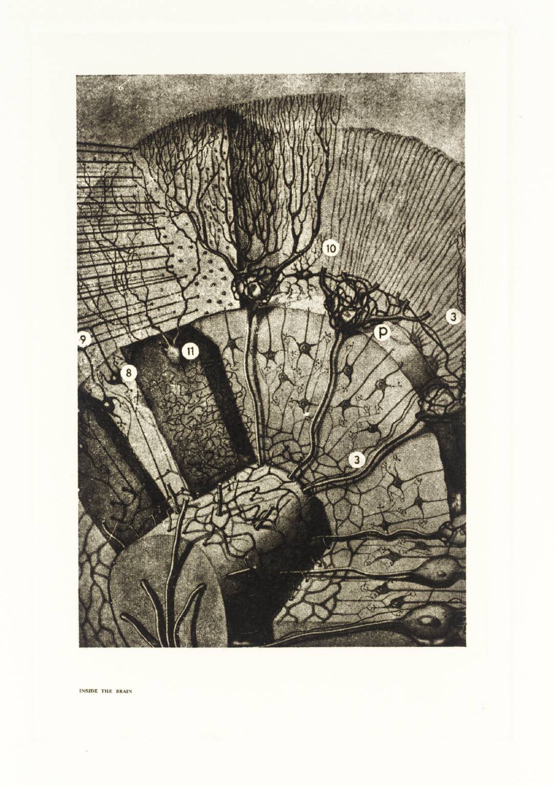 Secrets of Life - The Human Machine and How it Works: Inside the Brain