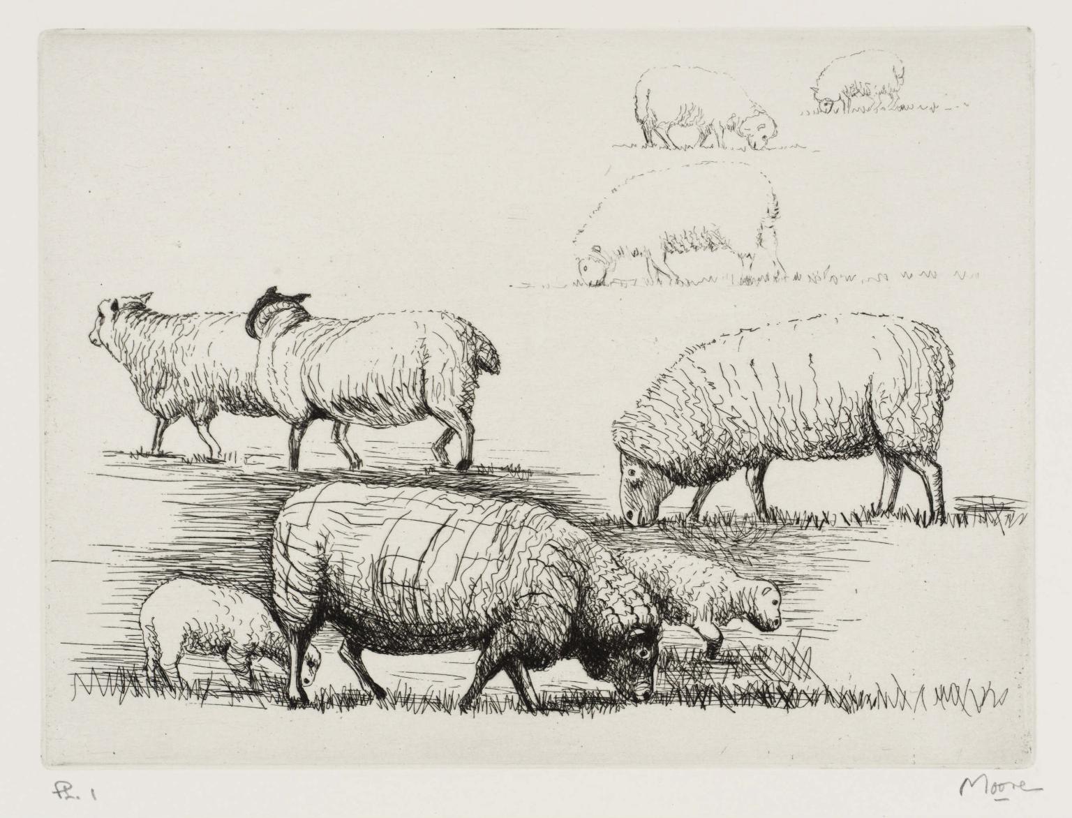 Sheep in Field