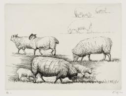 Sheep in Field