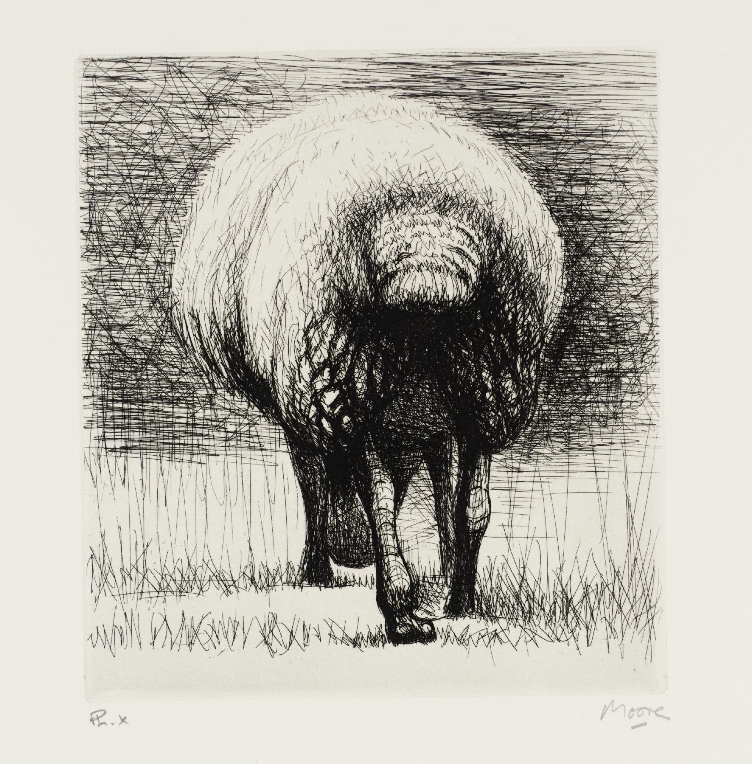 Sheep Back View