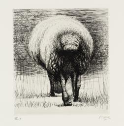 Sheep Back View