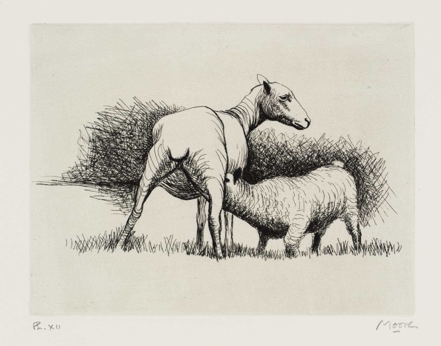 Shorn Sheep with Lamb