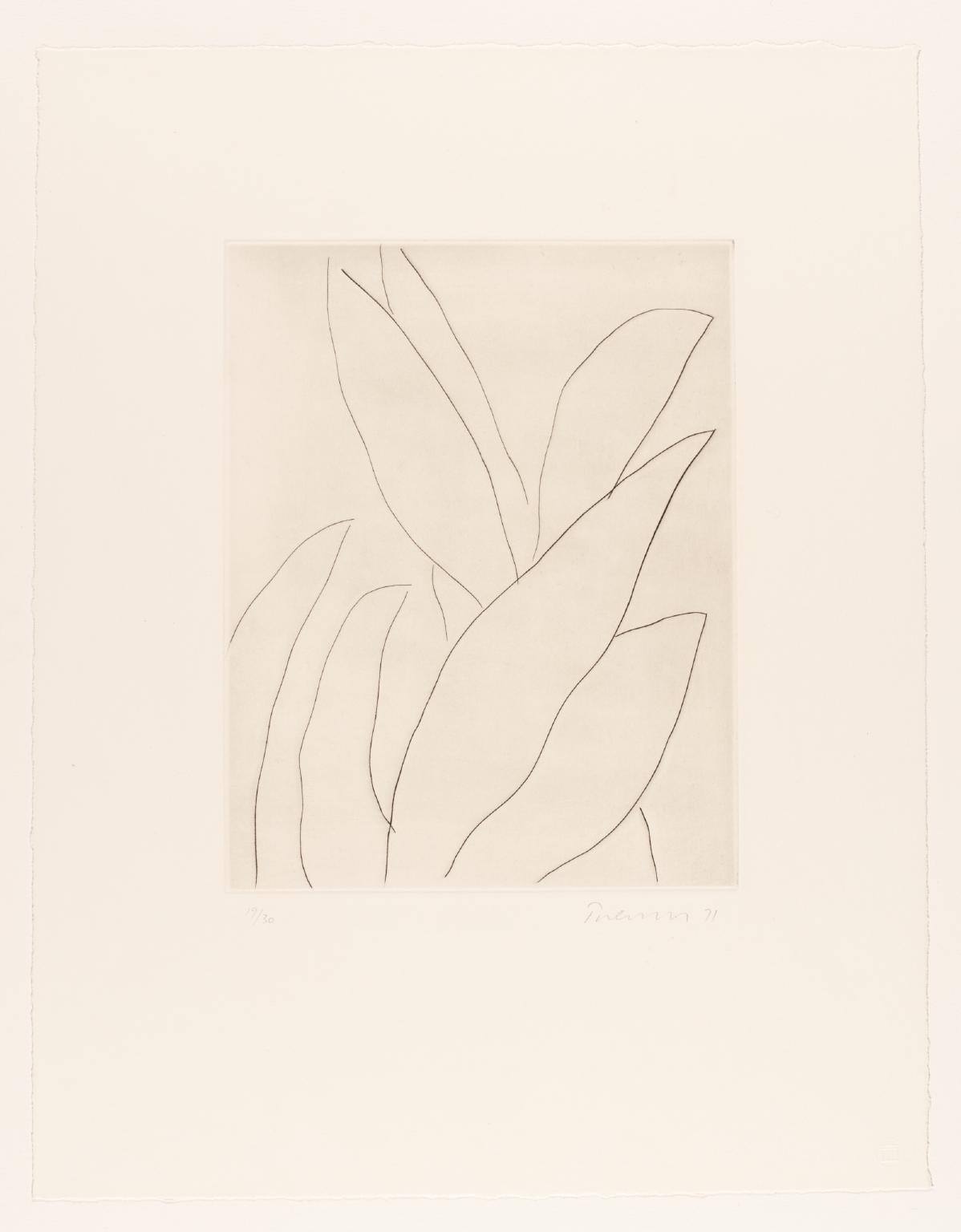 Leaves - Drypoint IV
