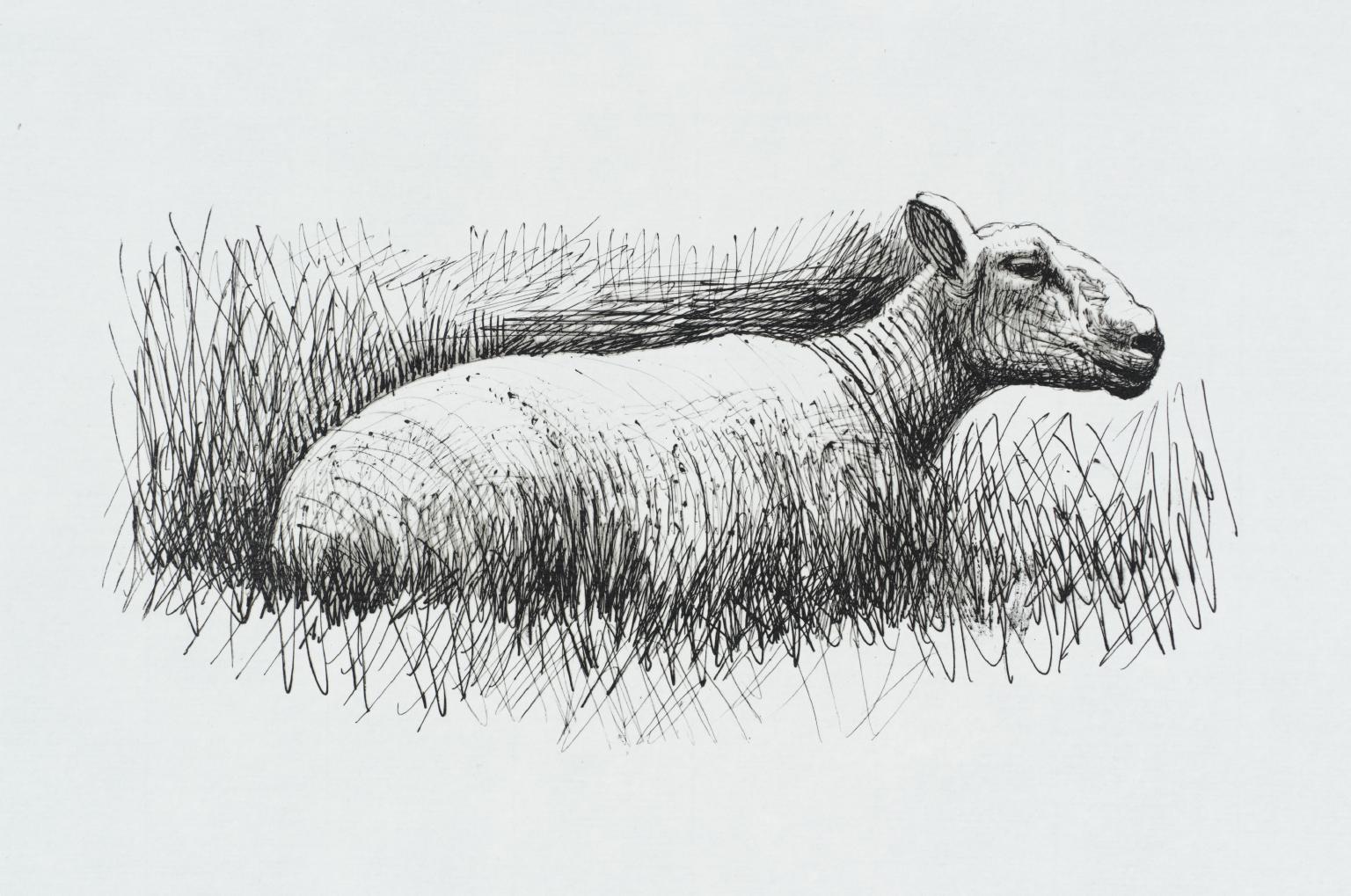 Sheep Resting