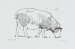 Sheep Grazing