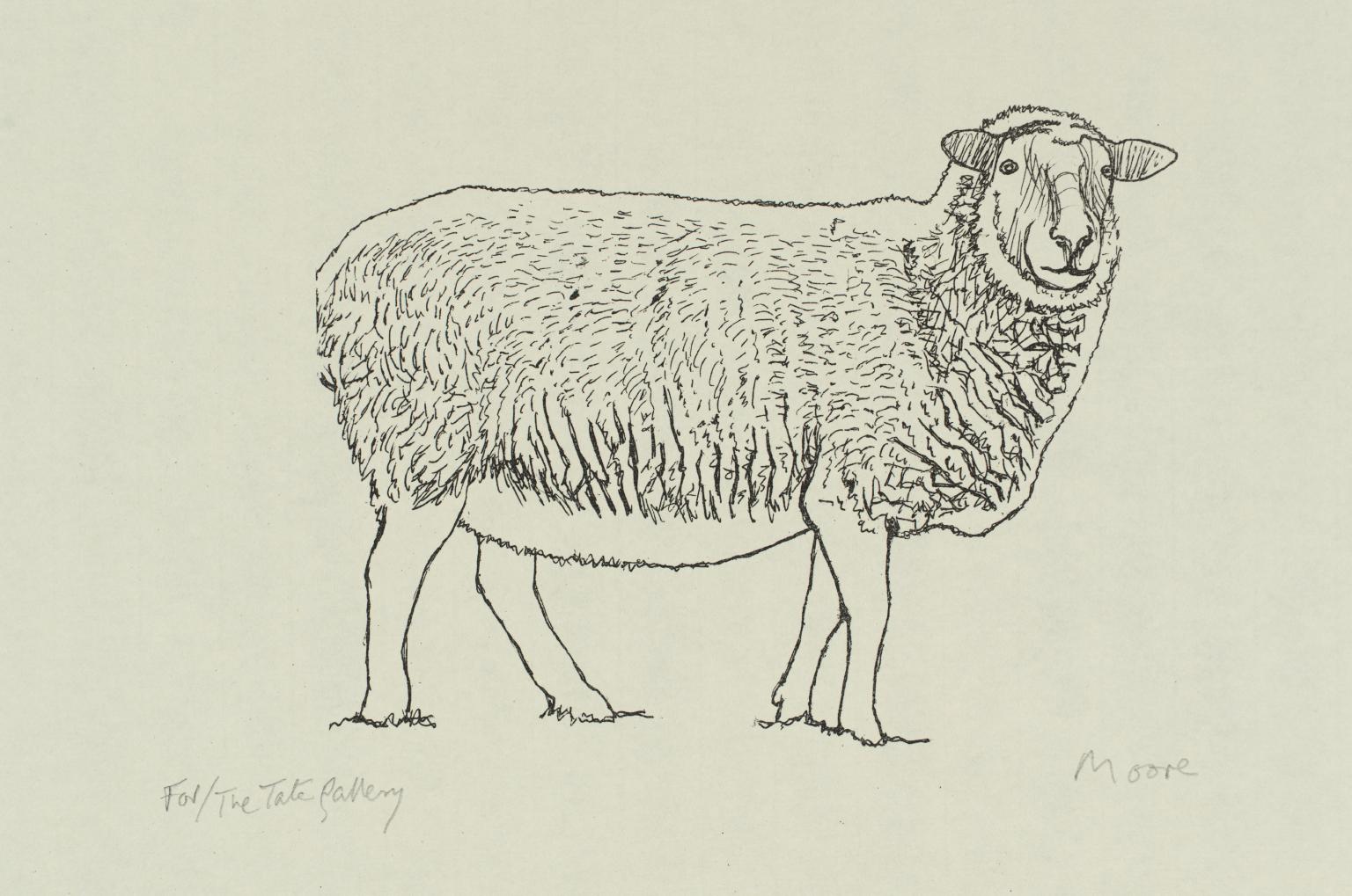 Sheep Standing