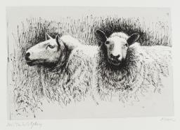 Sheep Before Shearing