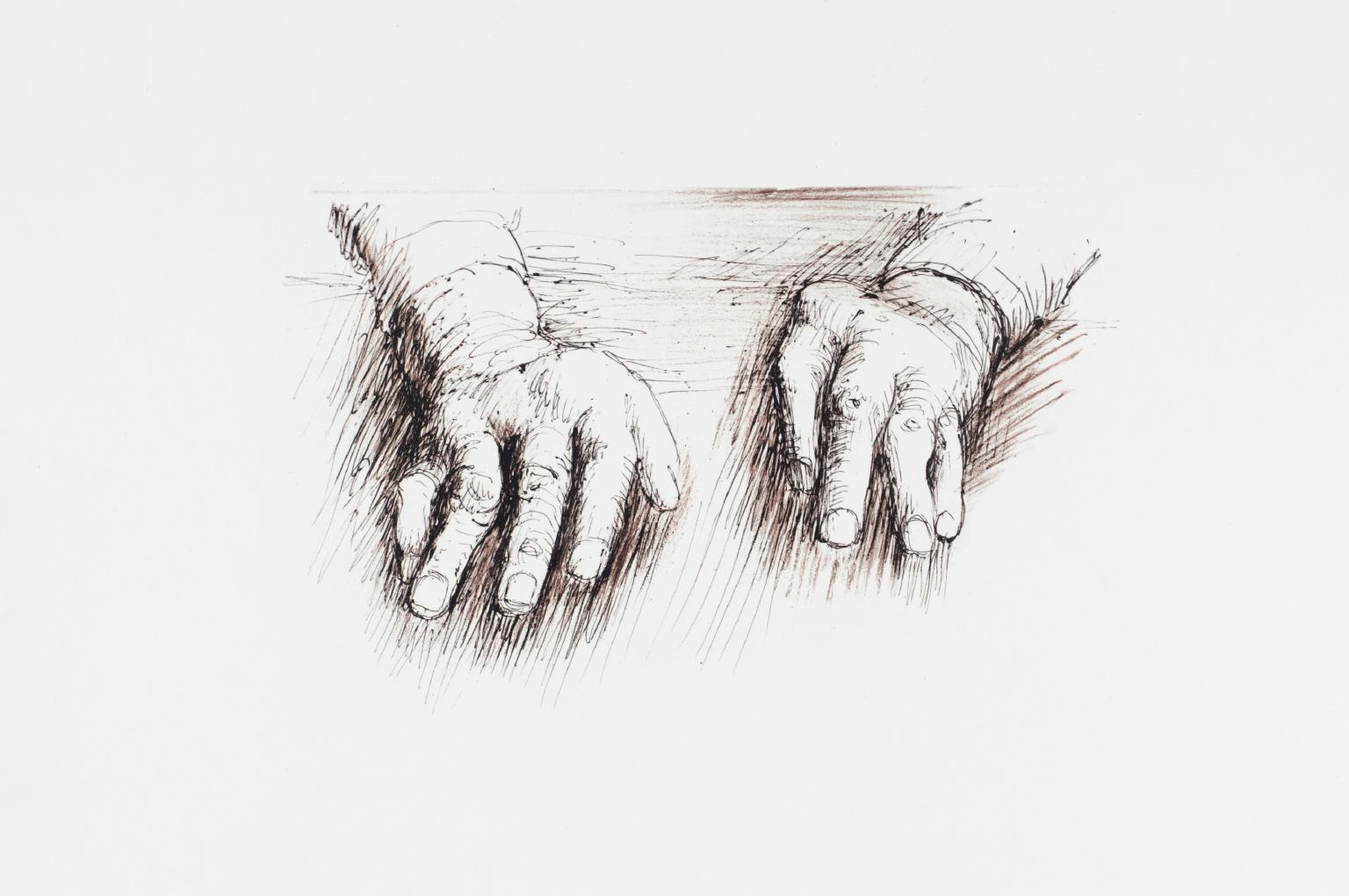 Hands of Dorothy Crowfoot Hodgkin II