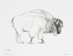 Bison
