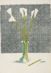 Calla