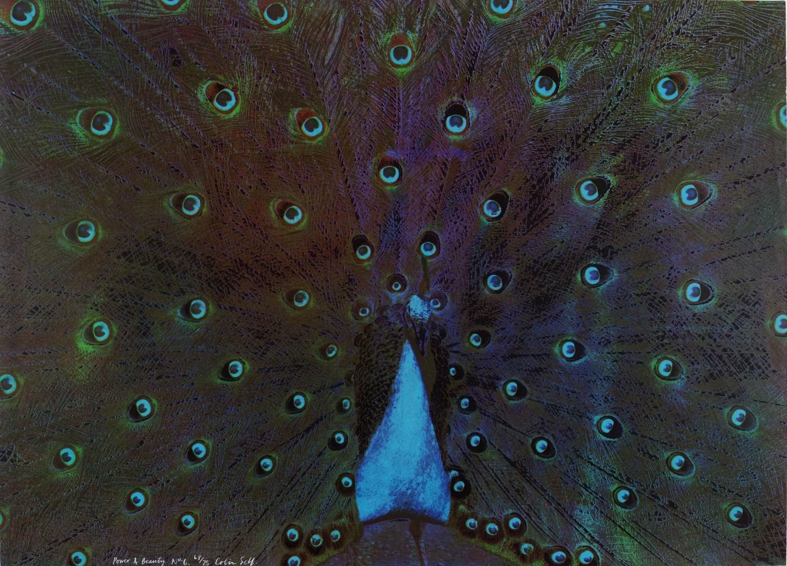 Power and Beauty No. 6