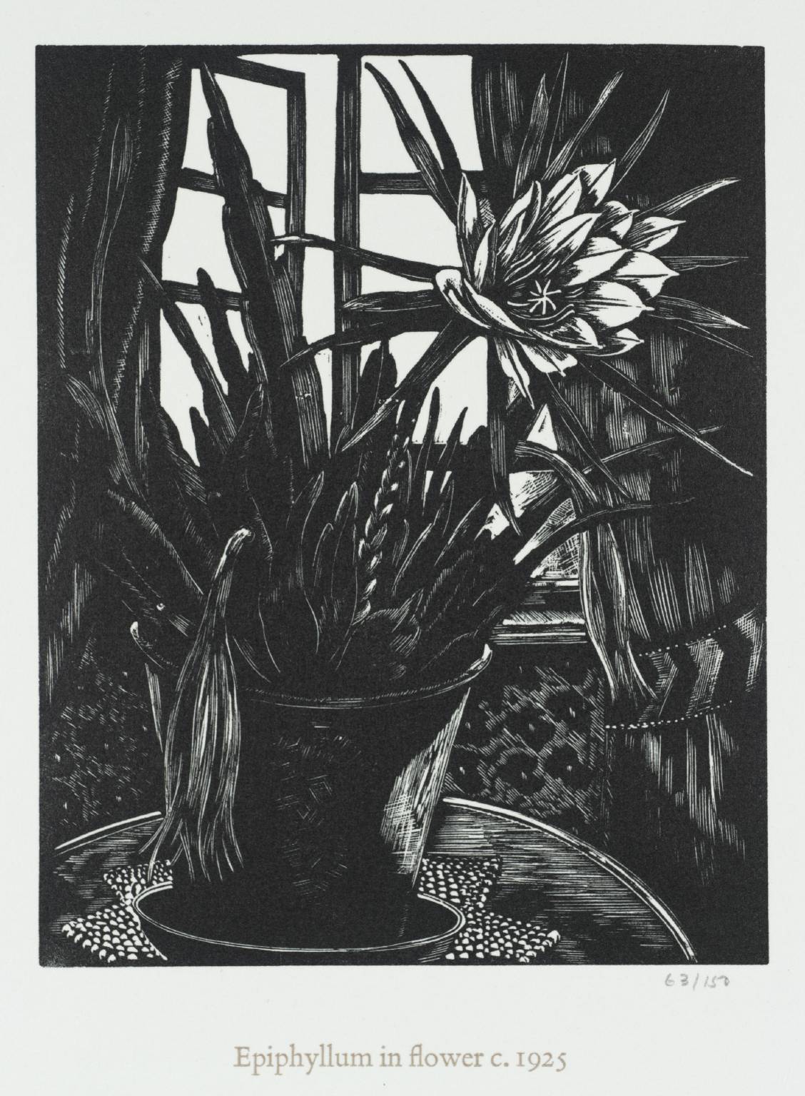 Epiphyllum in Flower