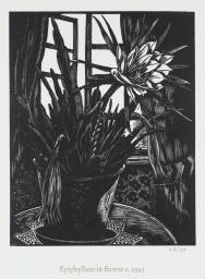 Epiphyllum in Flower