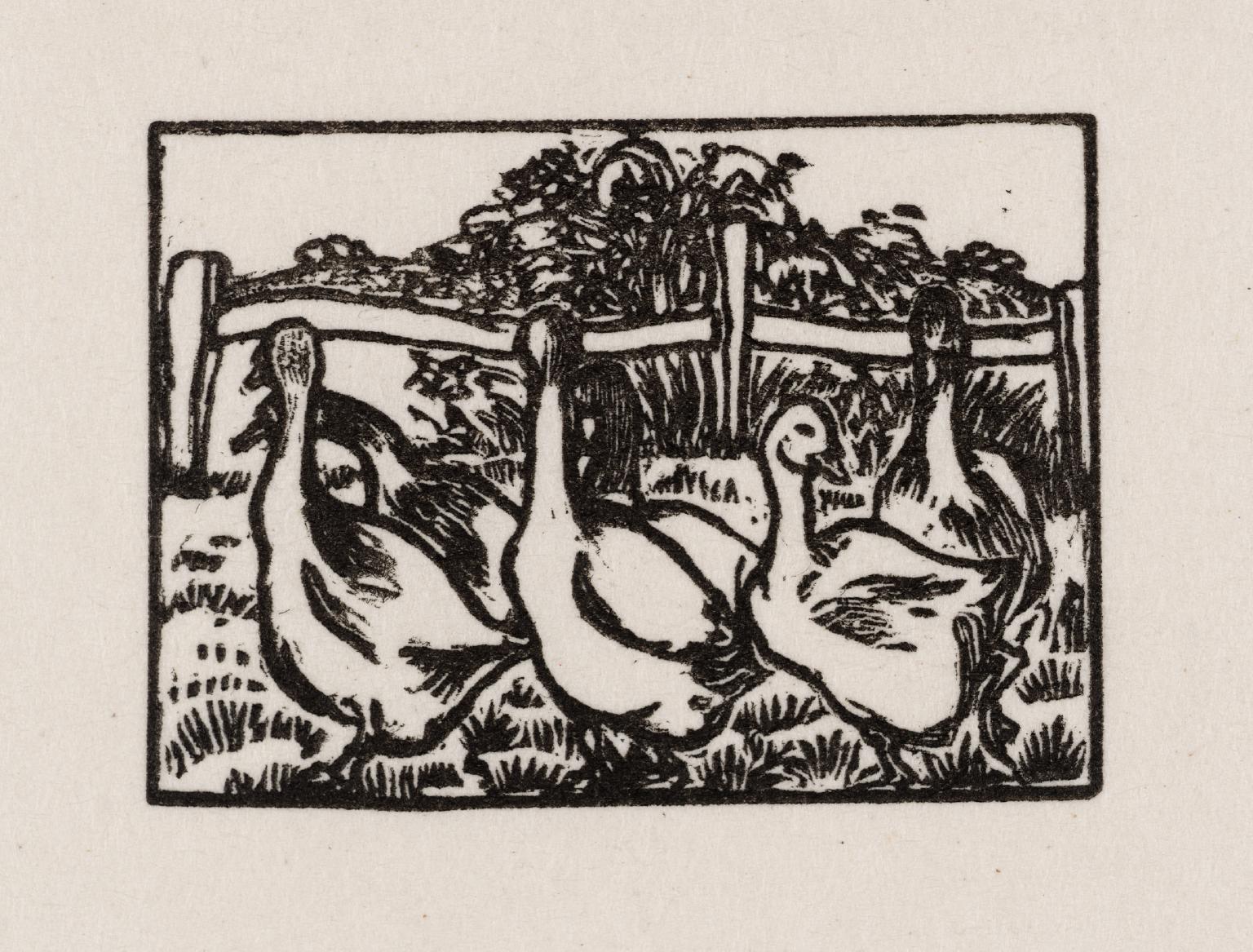 Geese