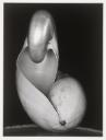 Edward Weston, ‘Shells’ 1927, printed later