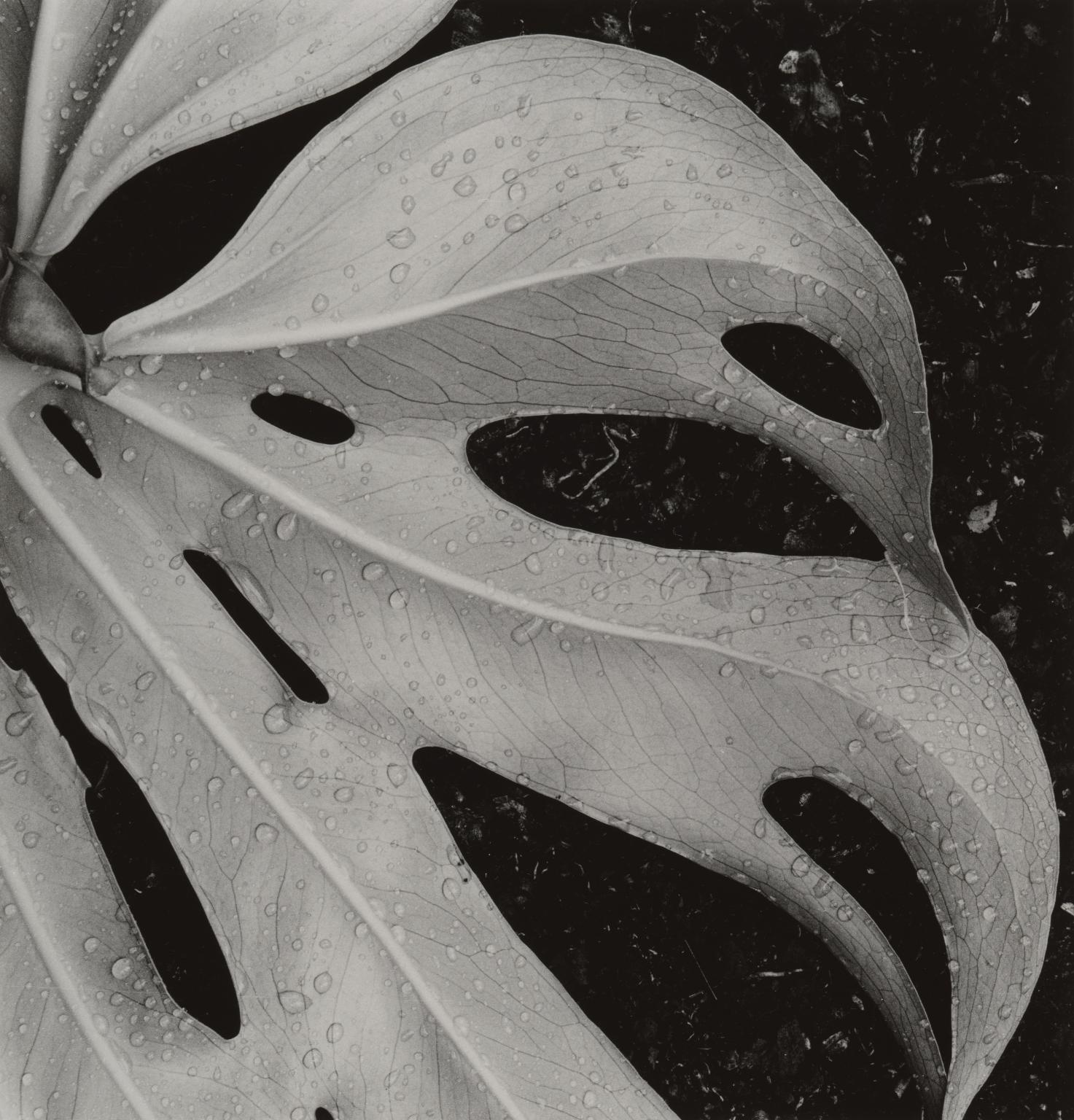 Leaf, Hawaii