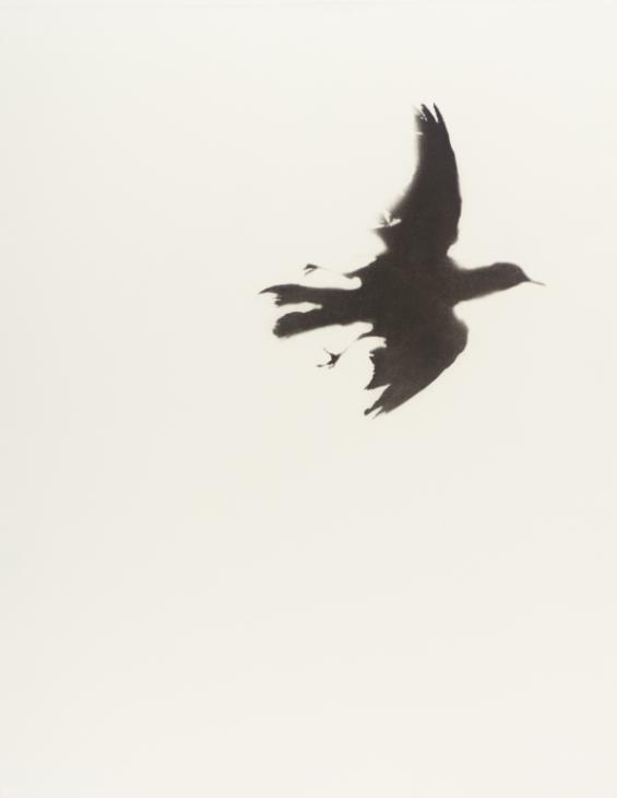 Mezzotint Silhouette Illustration Of A Female Redwinged Blackbird Stock  Illustration - Download Image Now - iStock