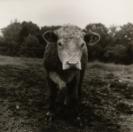 Peter Hujar, ‘Shaggy Cow, Hyrkin Farm (II)’ 1978