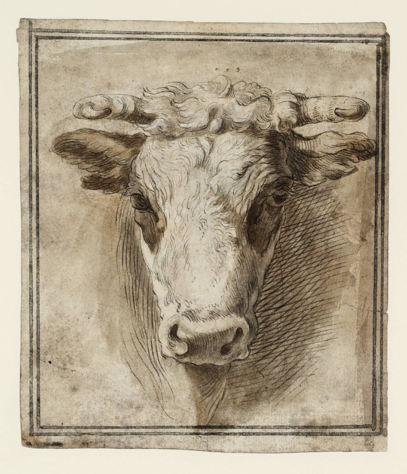 Bull Head Study Drawing by Shabs Beigh | Saatchi Art