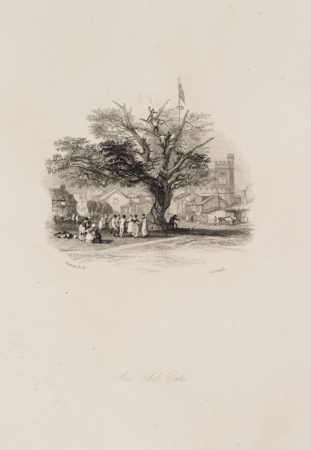 An Old Oak