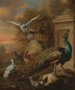Birds