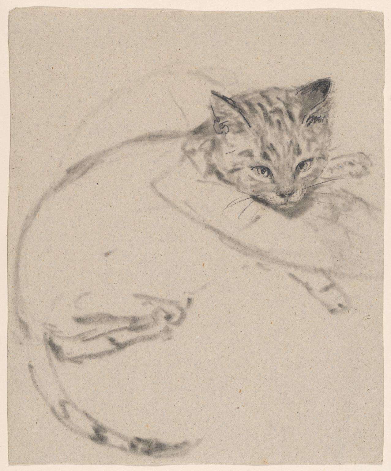 A Kitten