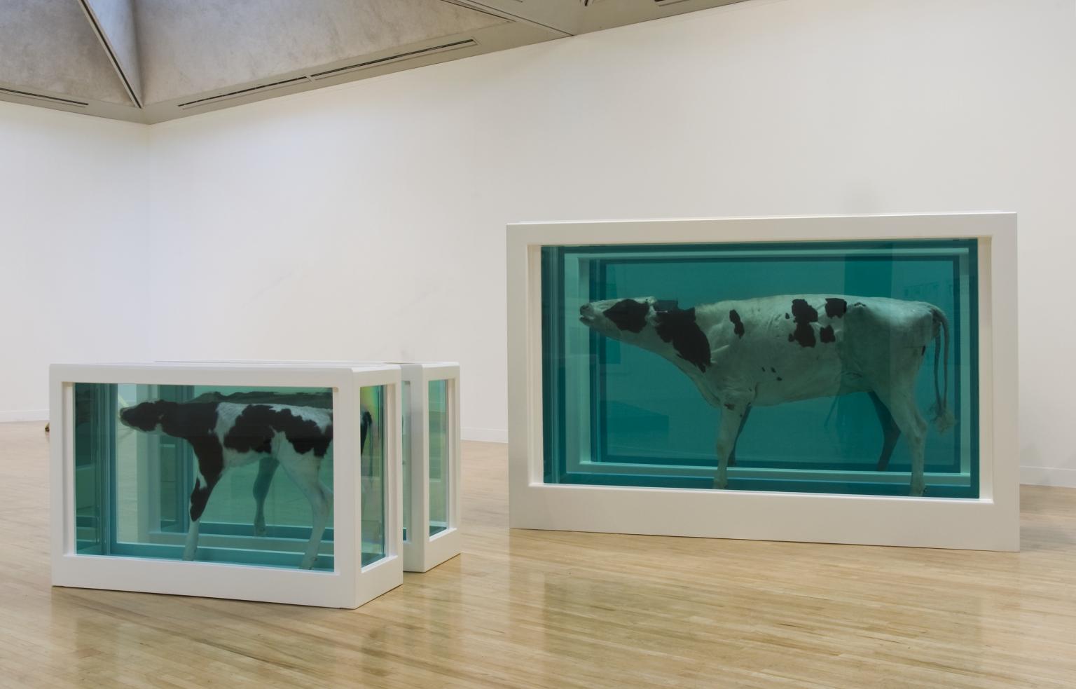 Damien Hirst, Mother and Child (Divided) from the Natural History series, 1993,  Photographed by Prudence Cuming Associates © Damien Hirst and Science Ltd, currently on display at Astrup Fearnley Museet, Oslo, Norway.