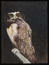 Aubrey Williams, ‘Painting of a spectacled owl’ 1977