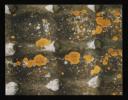 Prunella Clough, ‘Colour photograph of lichen on a flint wall’ June 1986