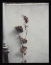 Prunella Clough, ‘Colour photograph of rowan branches’ [c.1994]