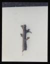 Prunella Clough, ‘Colour photograph of part of a tree branch’ [c.1994]
