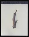 Prunella Clough, ‘Colour photograph of part of a tree branch’ [c.1994]