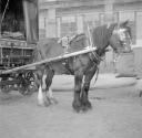 Nigel Henderson, ‘Photograph showing a horse and cart’ [c.1949–c.1956]