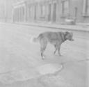 Nigel Henderson, ‘Photograph of a dog on an unidentified street’ [c.1949–c.1956]