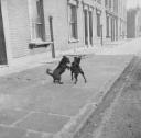 Nigel Henderson, ‘Photograph of two dogs on an unidentified street’ [c.1949–c.1956]