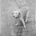 Nigel Henderson, ‘Photograph of a dog’ [c.1949–c.1956]