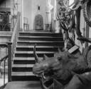 Nigel Henderson, ‘Photograph showing staircase in an unidentified building, various taxidermy attached to the wall’ [c.1949–c.1956]