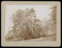 Leopold von Lieben, ‘Mounted photograph of trees, Nagyvázsony’ [1894]