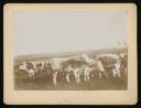 Leopold von Lieben, ‘Mounted photograph of cows in a field ’ [1901]