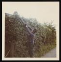 Marie-Louise Von Motesiczky, ‘Photograph of an unidentified male gardener trimming a hedge ’ [1960s–1970s]